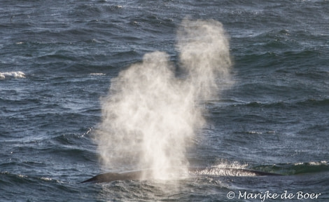 PLA22-17,Fin whale_20171113-IMG_7864_Marijke de Boer_© Oceanwide Expeditions.jpg