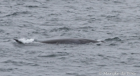 PLA23-17, Day 19 Sei whale_20171217-IMG_3759_Marijke de Boer_© Oceanwide Expeditions.jpg