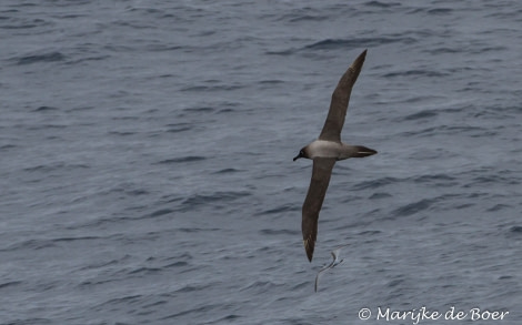 PLA22-17,Light-mantled sooty albatross_20171114-IMG_8055_Marijke de Boer_© Oceanwide Expeditions.jpg