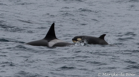 PLA22-17,Orca_Marijke de Boer_20171115-IMG_8306_edit_© Oceanwide Expeditions.jpg