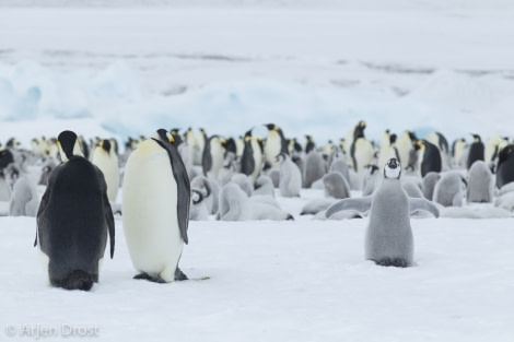 OTL22A-17,20171120_Arjen_Drost_54797_© Oceanwide Expeditions.jpg