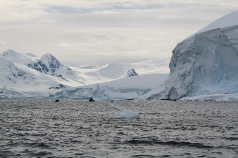 PLA23-17, Day 16 IMG_6069-WBS_© Oceanwide Expeditions.JPG