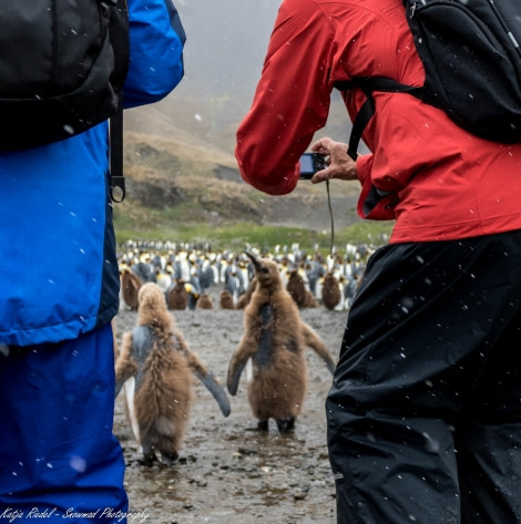 PLA23-17, Day 9 20171207_Katja Riedel_P2020132_© Oceanwide Expeditions.jpg