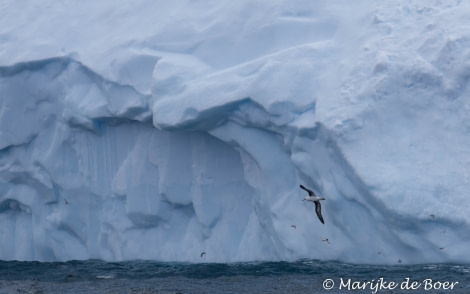 PLA23-17, Day 11 20171209-IMG_2077_Marijke de Boer_© Oceanwide Expeditions.jpg