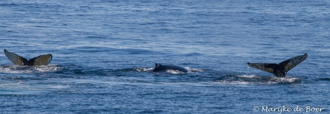 PLA23-17, Day 15 Humpback whale_20171213-IMG_2894_Marijke de Boer_© Oceanwide Expeditions.jpg