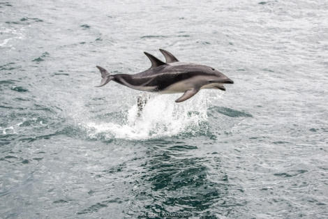 PLA25-17, 2017-12-28 - Dusky Dolfins - Beagle Channel Esther Kokmeijer_© Oceanwide Expeditions.jpg