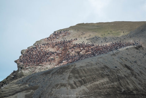 PLA25-17, 2018-01-06 Deception Island - Chintreap - Esther Kokmeijer-07_© Oceanwide Expeditions.jpg