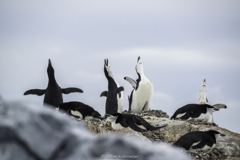 PLA24-17, 2017-12-25 - Orne Islands Esther kokmeijer-04_© Oceanwide Expeditions.jpg