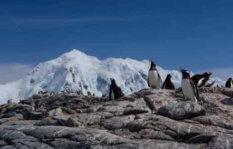 OTL26-18, Day 6 20180108_SandraPetrowitz_JouglaPoint_Gentoos_01_© Oceanwide Expeditions.jpg