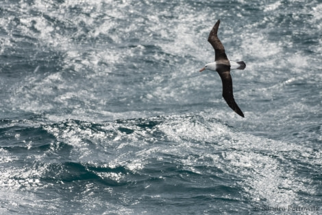 OTL25-18, Day 02, 20171217_SandraPetrowitz_Black-browed_Albatros_01_© Oceanwide Expeditions.jpg