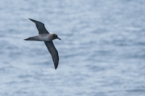 OTL26-18, Day 3 20180105_SandraPetrowitz_Light-mantledSootyAlbatros_© Oceanwide Expeditions.jpg