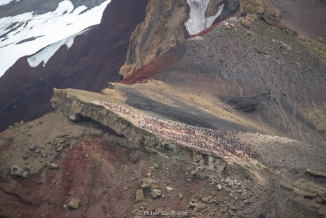 PLA25-17, 2018-01-06 Deception Island - Chinstrap Penguins - Esther Kokmeijer-06_© Oceanwide Expeditions.jpg