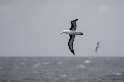 OTL25-18, Day 02, 20171217_SandraPetrowitz_Black-browed_Albatros_02_© Oceanwide Expeditions.jpg