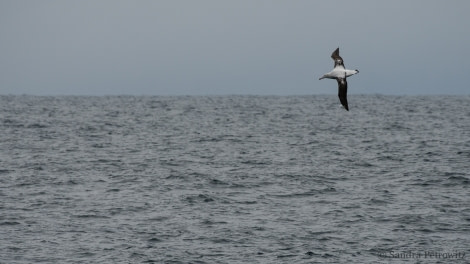 OTL25-18, Day 18, 20180102_SandraPetrowitz_Albatross_© Oceanwide Expeditions.jpg