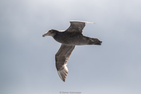 PLA25-17, 2017-12-30 - Drake Passage  Esther Kokmeijer-07_© Oceanwide Expeditions.jpg