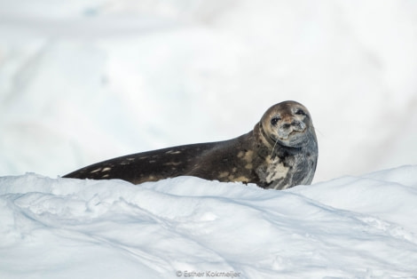 PLA25-17, 2018-01-05 Enterprise Bay - Weddel seal - Esther Kokmeijer-24_© Oceanwide Expeditions.jpg