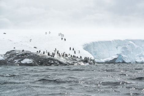 PLA24-17, 2017-12-23 - Zodiac Cruise Esther Kokmeijer-10_© Oceanwide Expeditions.jpg