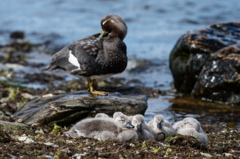 OTL25-18, Day 04, 20171219_SandraPetrowitz_Steamer_Duck_Ducklings_© Oceanwide Expeditions.jpg