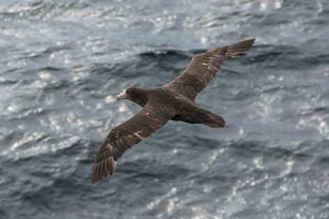 PLA25-17, 2018-01-7-9 - Drake and Cape - Esther Kokmeijer-9_© Oceanwide Expeditions.jpg