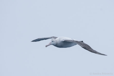 OTL26-18, Day 9 20180111_SandraPetrowitz_WanderingAlbatross_© Oceanwide Expeditions.jpg