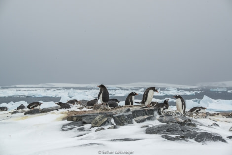 PLA24-17, 2017-12-23 - Pleneau Island Esther Kokmeijer-08_© Oceanwide Expeditions.jpg