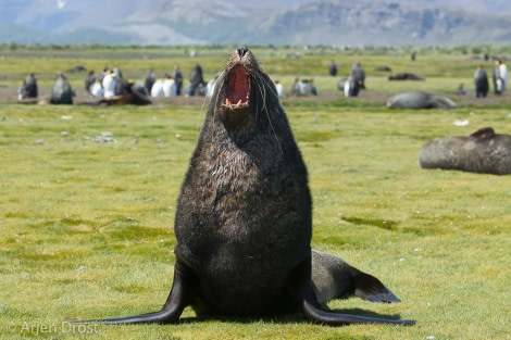 OTL25-18, Day 07, 20171222_Arjen_Drost_Antarctic_Fur_Seal_© Oceanwide Expeditions.jpg