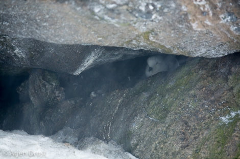 OTL25-18, Day 14, 20171229_Arjen_Drost_Snow_Petrel_nest_© Oceanwide Expeditions.jpg