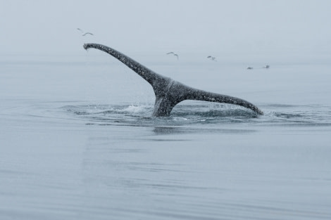 OTL26-18, Day 7 20180109_SandraPetrowitz_Foyn_Humpback_Fluke_© Oceanwide Expeditions.jpg