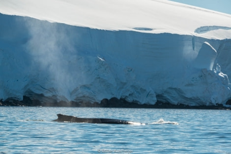 PLA25-17, 2018-01-05 Enterprise Bay - Humpback Whale - Esther Kokmeijer-18_© Oceanwide Expeditions.jpg