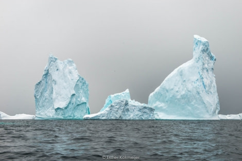 PLA25-17, 2018-01-04 Zodiac Cruize - Booth Island Bay - Esther Kokmeijer-14_© Oceanwide Expeditions.jpg