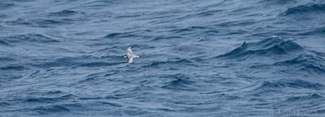 OTL26-18, Day 3 20180105_SandraPetrowitz_BluePetrel_© Oceanwide Expeditions.jpg