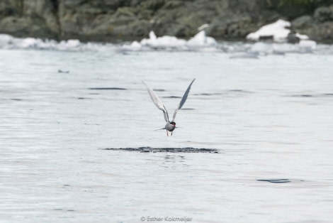 PLA25-17, 2018-01-05 Enterprise Bay - Antarctic Tern - Esther Kokmeijer-23_© Oceanwide Expeditions.jpg