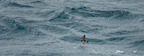 OTL25-18, Day 02, 20171217_SandraPetrowitz_Wilsons_Storm_Petrel_© Oceanwide Expeditions.jpg