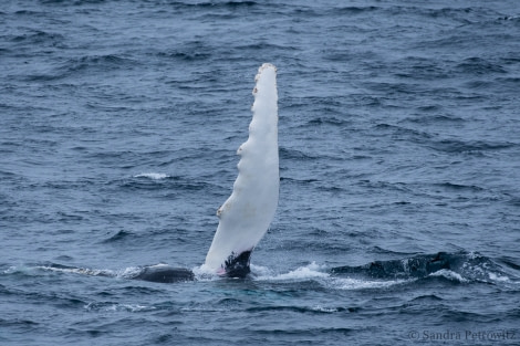 OTL25-18, Day 15, 20171230_SandraPetrowitz_Humpback_Flipper_© Oceanwide Expeditions.jpg