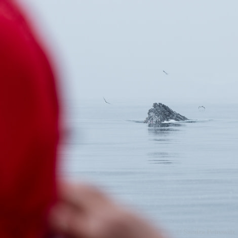 OTL26-18, Day 7 20180109_SandraPetrowitz_Foyn_Humpback_© Oceanwide Expeditions.jpg