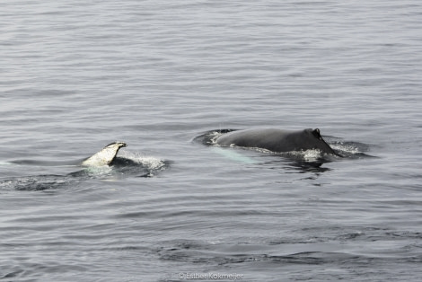 PLA24-17, 2017-12-25 - Gerlache Strait Esther kokmeijer-09_© Oceanwide Expeditions.jpg