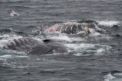PLA25-17, 2018-01-01 Cuverville Island - feeding Humpback whales - Esther Kokmeijer-01_© Oceanwide Expeditions.jpg