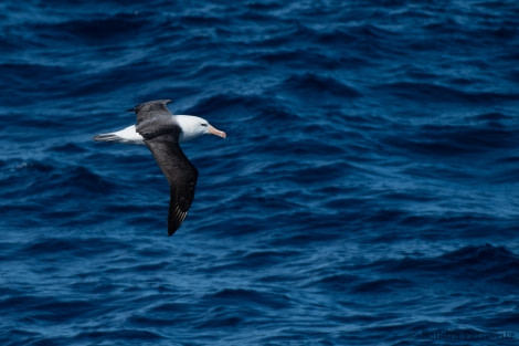 OTL26-18, Day 3 20180105_SandraPetrowitz_White-browedAlbatros_© Oceanwide Expeditions.jpg