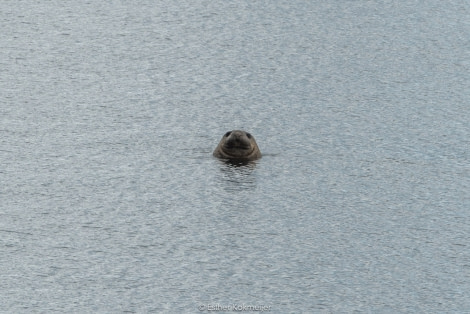 PLA25-17, 2018-01-01 Danco Island - Elephant Seal - Esther Kokmeijer-25_© Oceanwide Expeditions.jpg