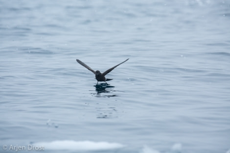 OTL25-18, Day 14, 20171229_Arjen_Drost_Wilsons_Storm_Petrel_© Oceanwide Expeditions.jpg