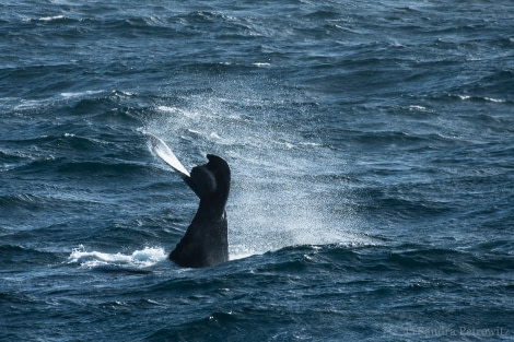 OTL25-18, Day 06, 20171221_SandraPetrowitz_Humpback_Whale_© Oceanwide Expeditions.jpg