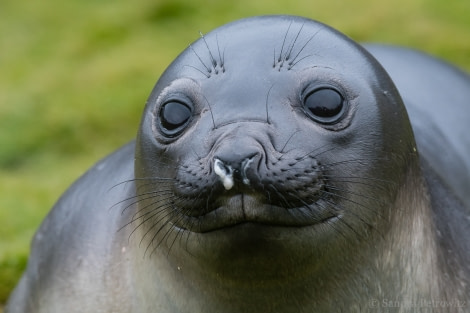 OTL25-18, Day 08, 20171223_SandraPetrowitz_Stromness_Elephant_Seal_Portrait_© Oceanwide Expeditions.jpg