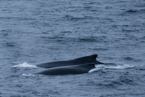 OTL25-18, Day 15, 20171230_SandraPetrowitz_Humpback_Whales_© Oceanwide Expeditions.jpg