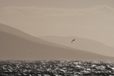 OTL25-18, Day 03, 20171218_SandraPetrowitz_Falklands_Morning_© Oceanwide Expeditions.jpg