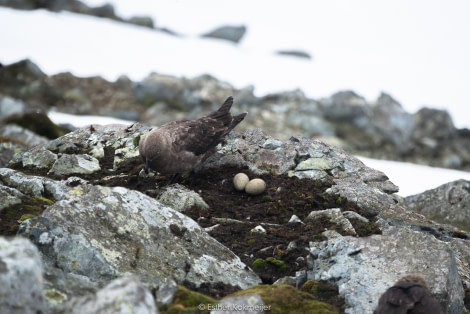 PLA25-17, 2018-01-01 Cuverville Island - Skua nest - Esther Kokmeijer-33_© Oceanwide Expeditions.jpg