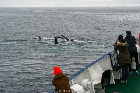 PLA25-17, 2018-01-01 Cuverville Island - feeding Humpback whales - Esther Kokmeijer-07_© Oceanwide Expeditions.jpg