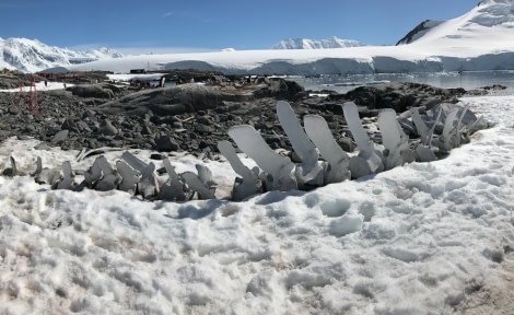 OTL26-18, Day 6 Whale Bones - Ignacio Canepa_© Oceanwide Expeditions.jpg