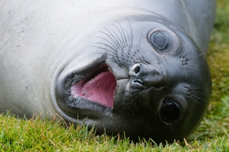 OTL25-18, Day 08, 20171223_SandraPetrowitz_Stromness_Elephant_Seal_© Oceanwide Expeditions.jpg