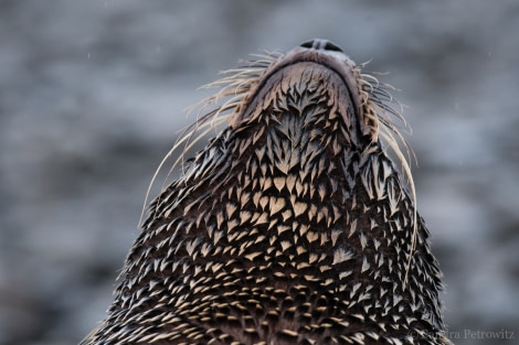 OTL25-18, Day 08, 20171223_SandraPetrowitz_Stromness_Fur_Seal_© Oceanwide Expeditions.jpg