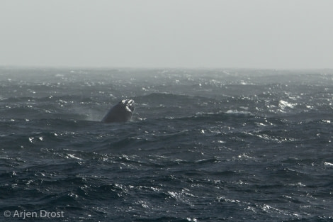 OTL25-18, Day 06, 20171221_Arjen_Drost_Humpback_Whale_© Oceanwide Expeditions.jpg